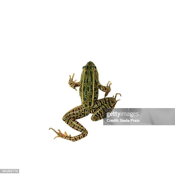 frog - preis stock pictures, royalty-free photos & images