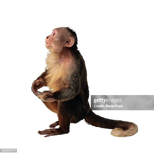 monkey - preis foto e immagini stock