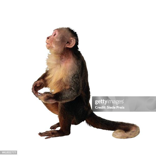 monkey - preis stock pictures, royalty-free photos & images