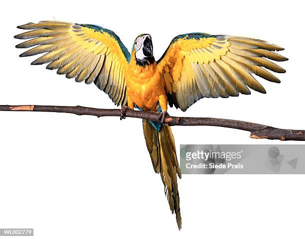 macaw - preis stock pictures, royalty-free photos & images