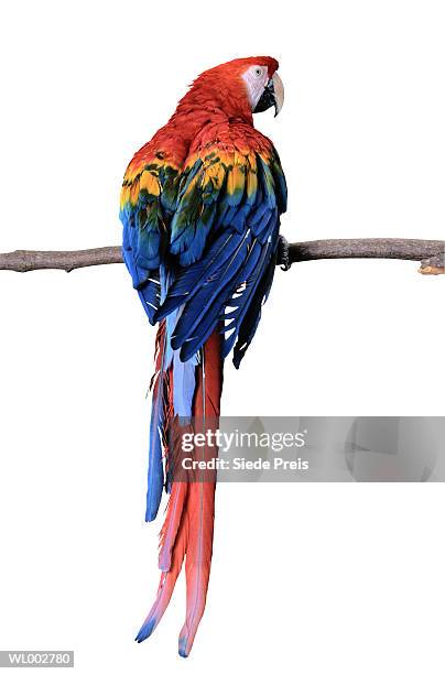 macaw - preis stockfoto's en -beelden