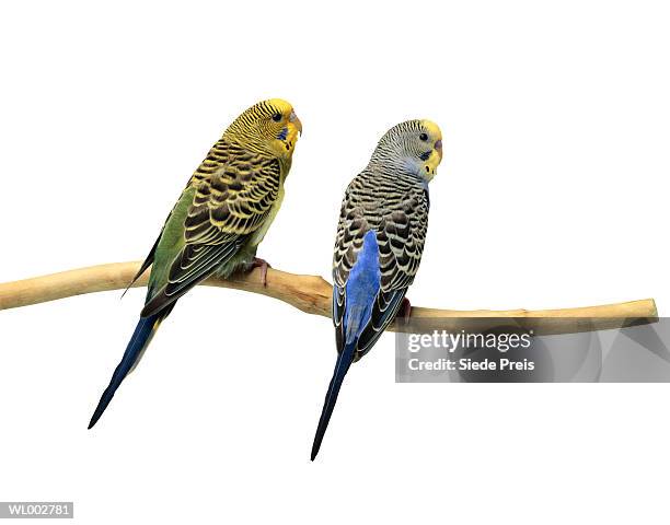 two parakeets - preis stock pictures, royalty-free photos & images