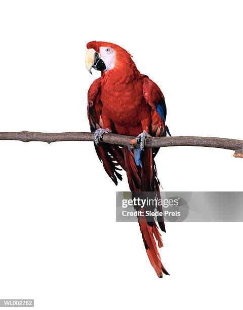 macaw - preis stockfoto's en -beelden