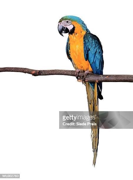 macaw - guacamayo fotografías e imágenes de stock