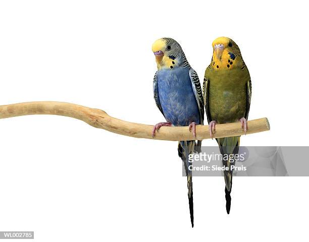 two parakeets - preis stock pictures, royalty-free photos & images
