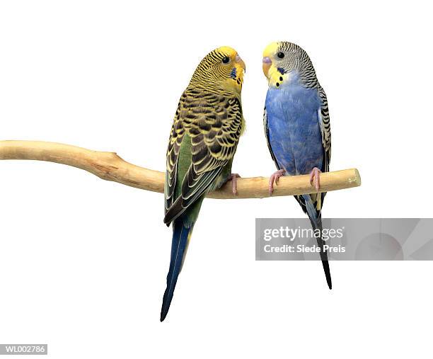 two parakeets - budgie stock pictures, royalty-free photos & images