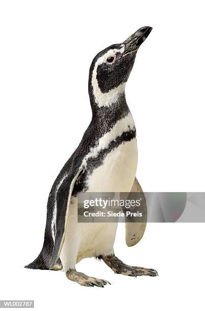 penguin - preis stock pictures, royalty-free photos & images