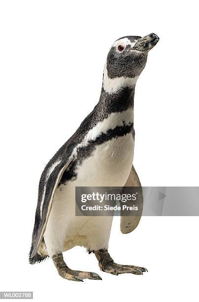 penguin - flightless bird fotografías e imágenes de stock