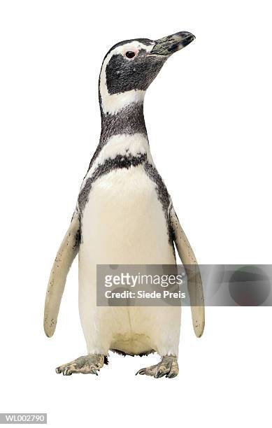 penguin - flightless bird stock-fotos und bilder