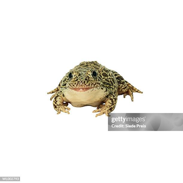 frog - preis stockfoto's en -beelden