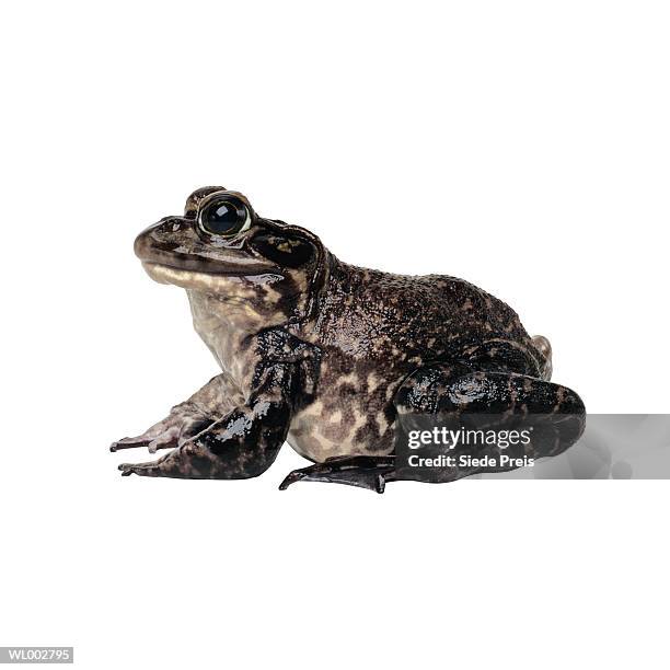 frog - preis stockfoto's en -beelden