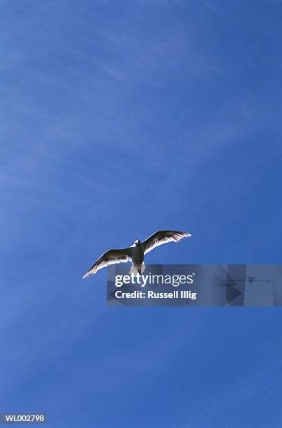 soaring sea gull - russell imagens e fotografias de stock