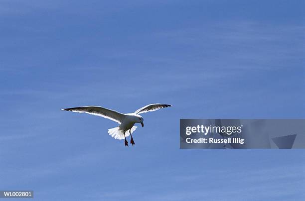 soaring sea gull - russell stock pictures, royalty-free photos & images