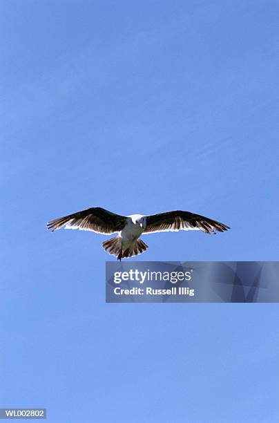 soaring sea gull - russell imagens e fotografias de stock