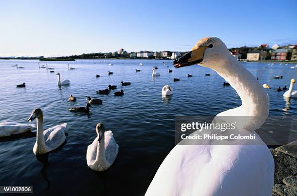 swans - freshwater bird - fotografias e filmes do acervo