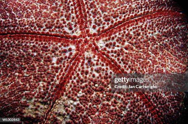 urchin - echinoderm stockfoto's en -beelden