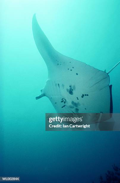 manta ray - elasmobranch stockfoto's en -beelden