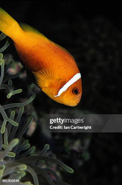 clown fish - abborrartade fiskar bildbanksfoton och bilder