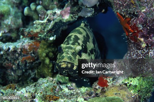 Potato Cod Potato Cod