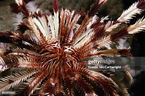 feather star - crinoid stock pictures, royalty-free photos & images