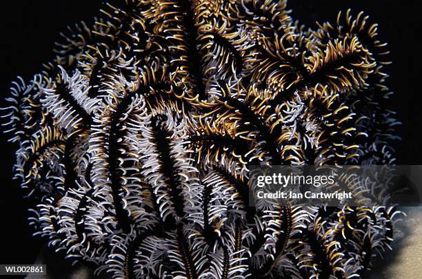 feather star - crinoid stockfoto's en -beelden