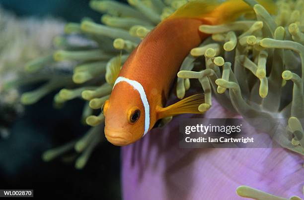 clown fish - 硬骨魚綱 ストックフォトと画像