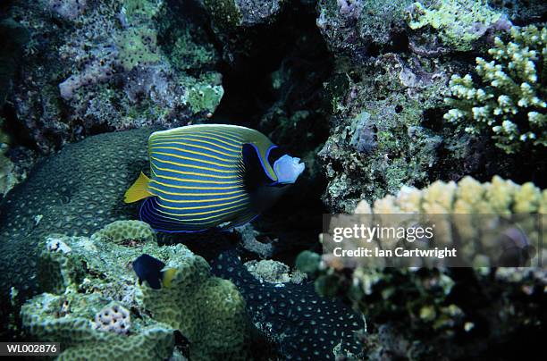 emperor angel fish - emperor angel fish stock pictures, royalty-free photos & images
