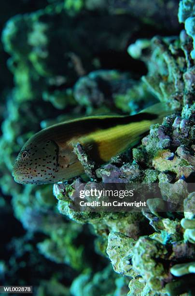 black sided hawkfish - hawkfish stock pictures, royalty-free photos & images