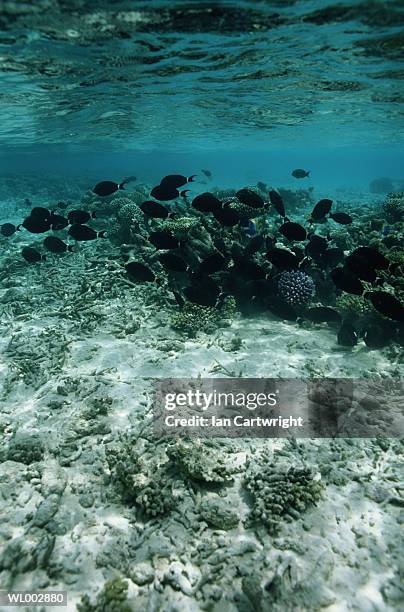 acropora coral and tropical fish - hard coral stock pictures, royalty-free photos & images