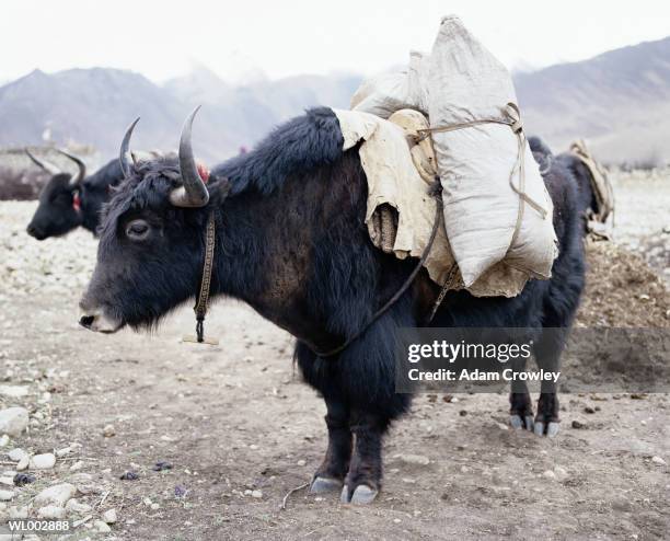 yak - werkdier stockfoto's en -beelden