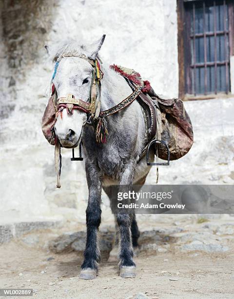 tibetan horse - working animals stock pictures, royalty-free photos & images