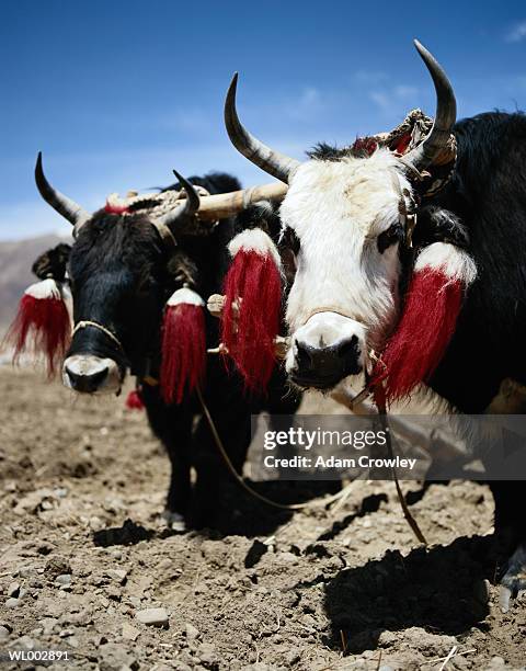 yaks - animale da lavoro foto e immagini stock