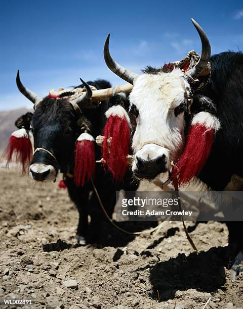 yaks - werkdier stockfoto's en -beelden