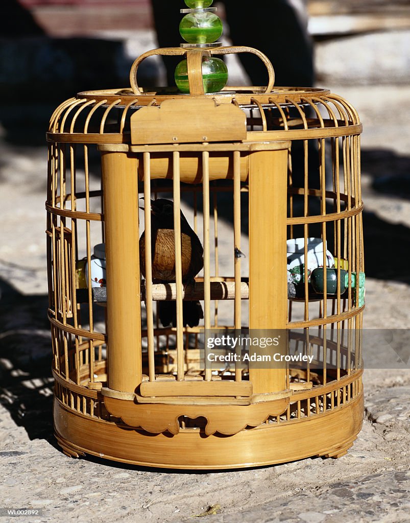 Caged Bird at Market