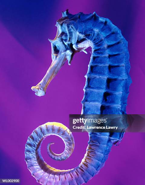 sea horse - lawrence bildbanksfoton och bilder