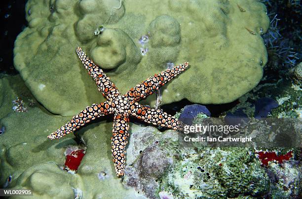 tropical starfish - echinoderm stockfoto's en -beelden