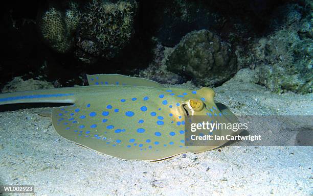 blue spotted stingray -- red sea - elasmobranch stockfoto's en -beelden