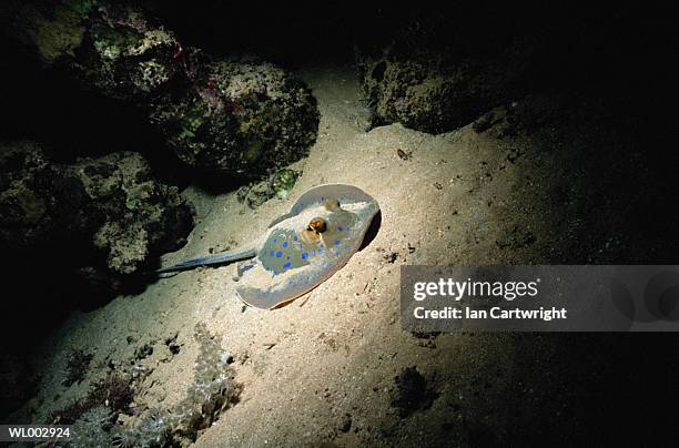 blue spotted stingray -- red sea - elasmobranch stockfoto's en -beelden