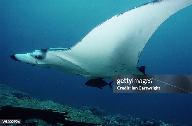 manta ray -- maldives - elasmobranch stockfoto's en -beelden