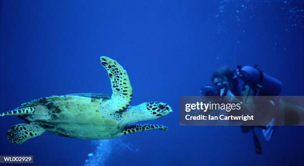 hawksbill turtle and diver -- maldives - unknown gender stock pictures, royalty-free photos & images