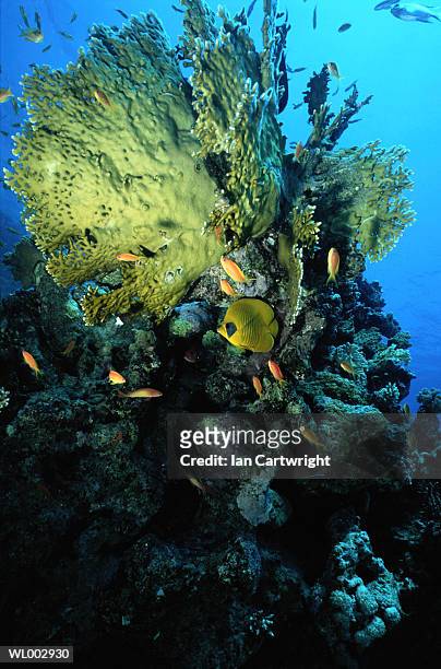 butterfly fish and coral -- red sea - coral sea stock-fotos und bilder