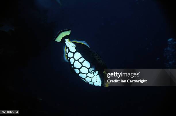 clown trigger fish -- maldives - trigger - fotografias e filmes do acervo