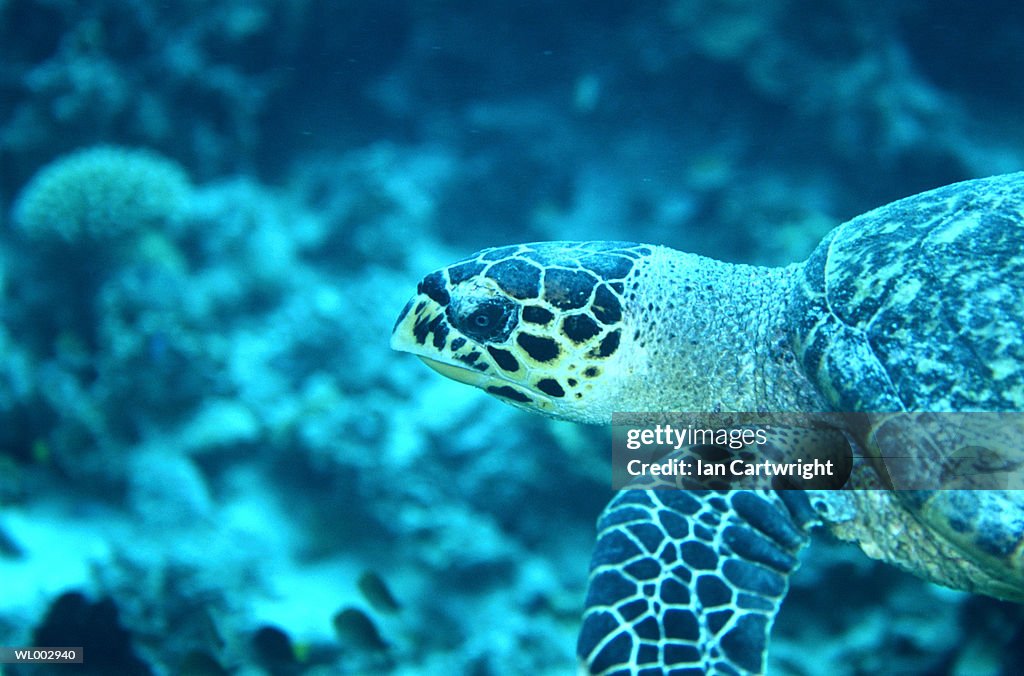 Hawk's Bill Turtle -- Maldives