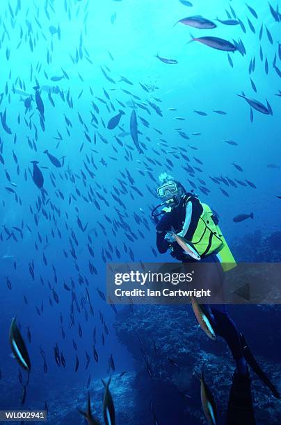 diver with dark banded fusiliers -- maldives - unknown gender stock pictures, royalty-free photos & images