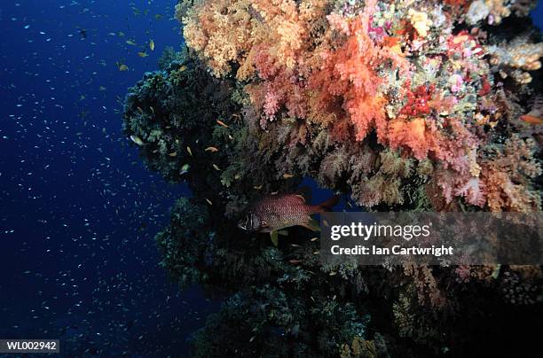 squirrel fish in coral -- maldives - squirrel fish fotografías e imágenes de stock