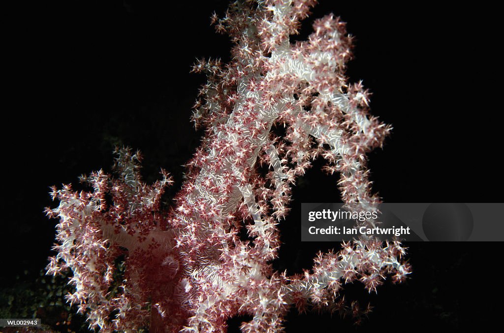 Soft Coral -- Maldives