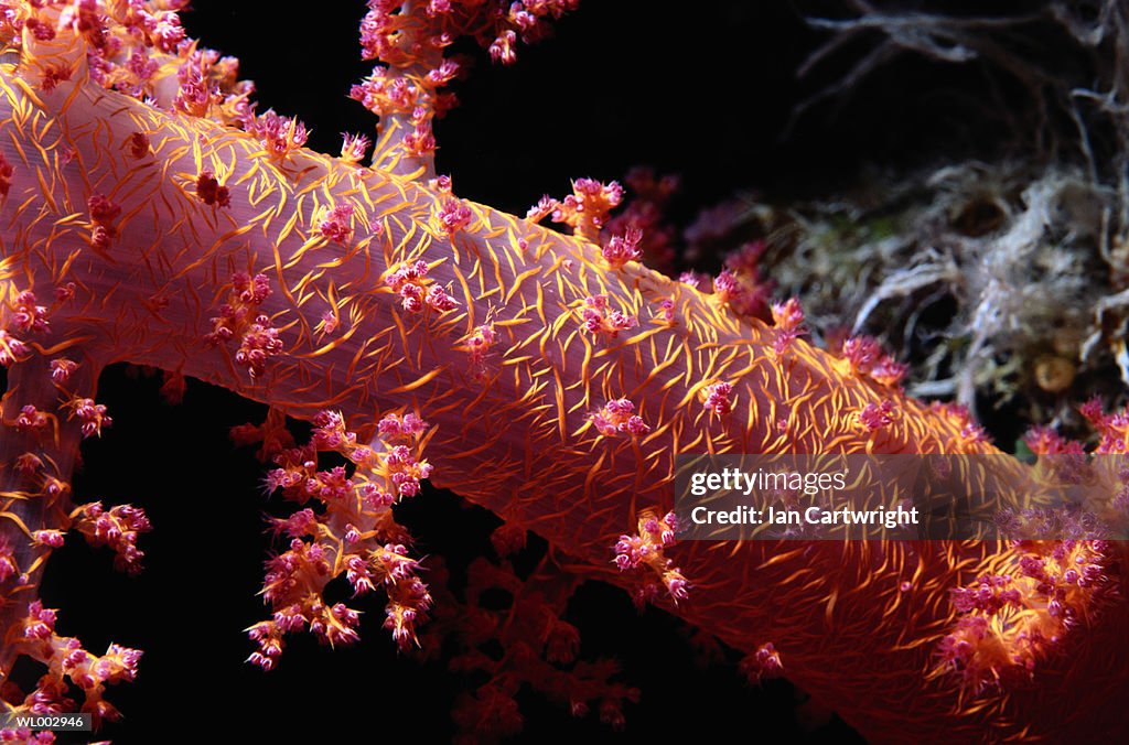 Soft Coral -- Maldives