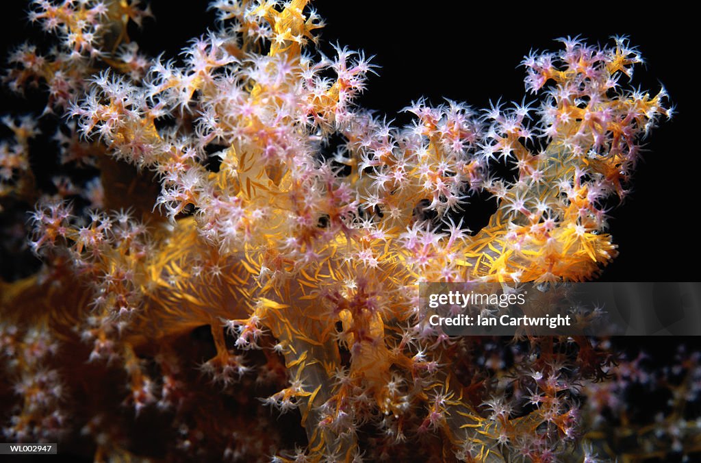 Soft Coral -- Maldives