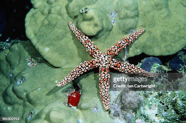 star fish -- maldives - echinoderm stockfoto's en -beelden