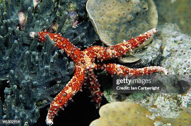star fish -- maldives - echinoderm stockfoto's en -beelden